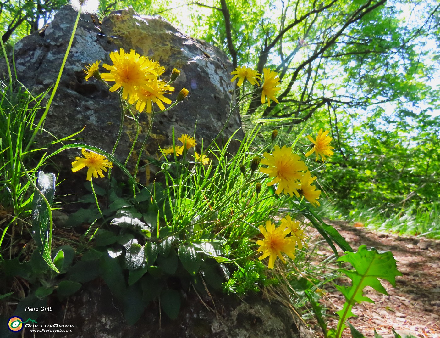 58 Scorzonera humilis- Scorzonera minore sul sentiero per il Monte Zucco.JPG